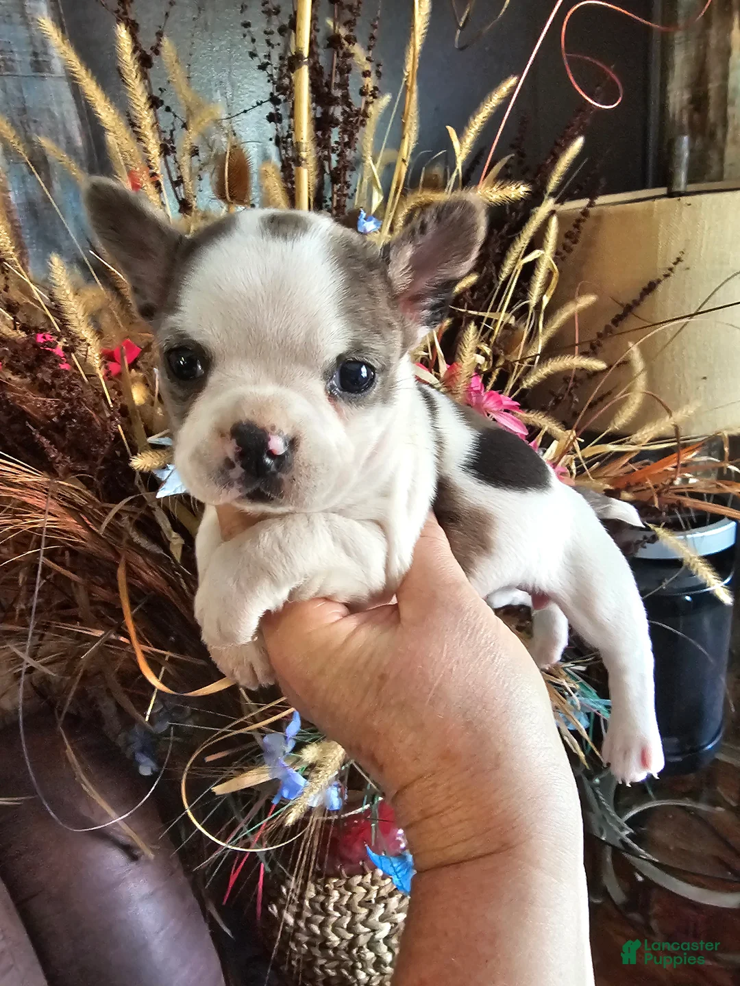 Mixed Breed dogs for sale: Frenchie Wawa Trixie - Ad 2
