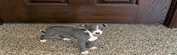 Italian Greyhound dogs for sale: TJ  - Ad 6