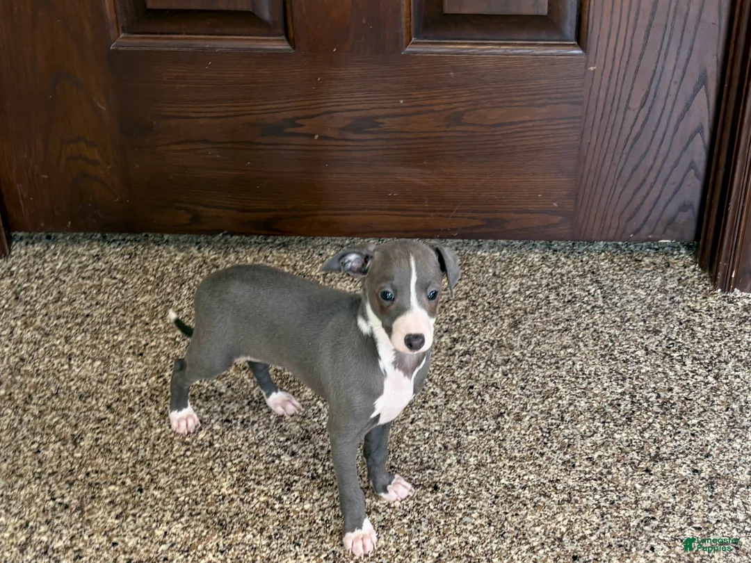 Italian Greyhound dogs for sale: TJ  - Ad 6