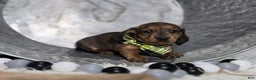 Miniature Dachshund dogs for sale: Kody - Ad 2