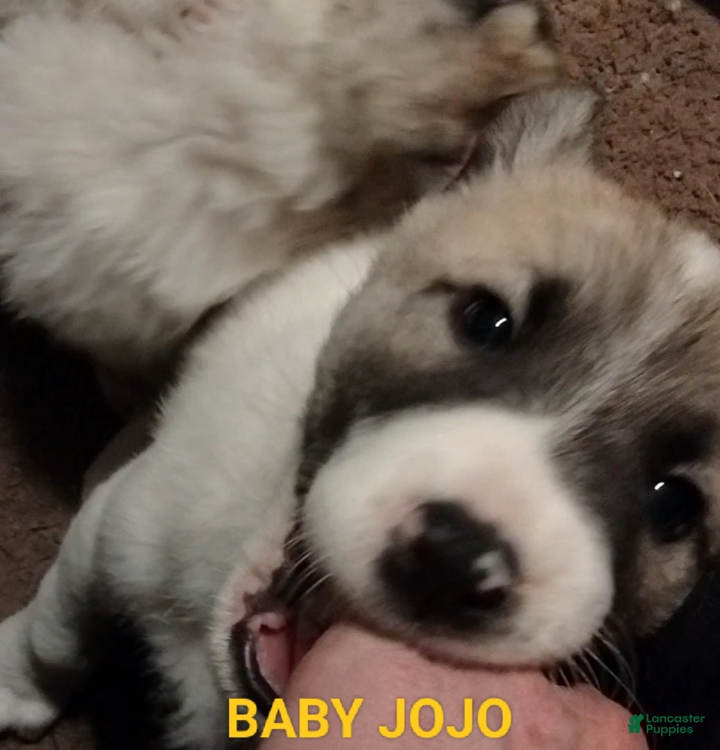 Mixed Breed dogs Great Pyrenees puppies  - Ad 10