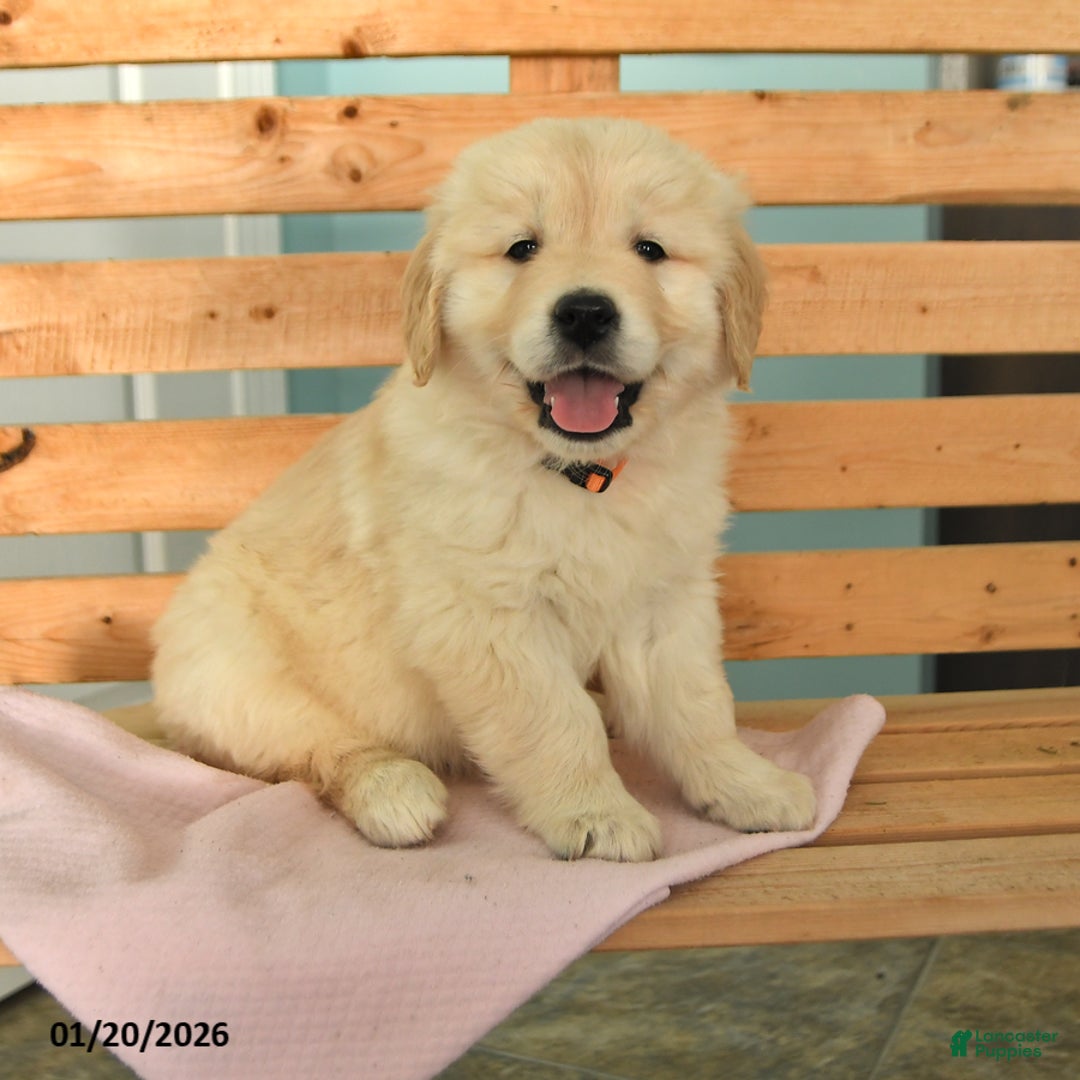 Golden Retriever dogs for sale: Keisha - Ad 1