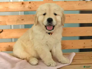 Golden Retriever dogs Keisha - Ad 8