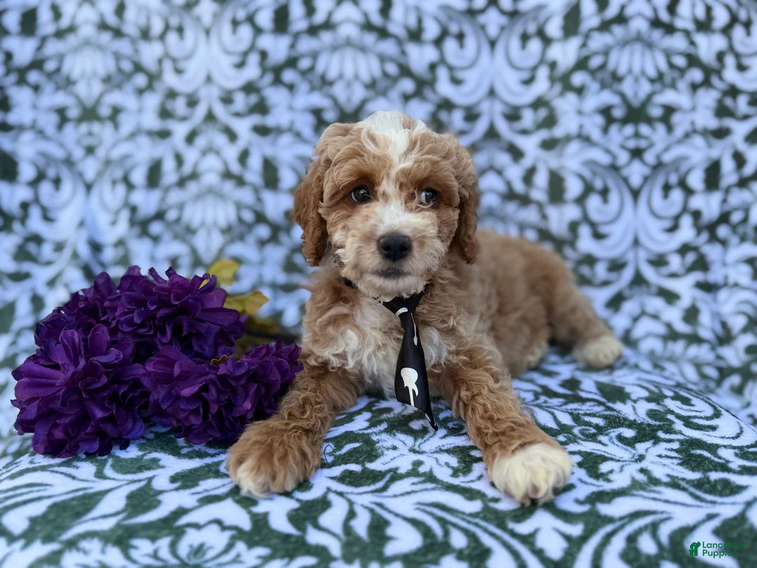 Cockapoo dogs for sale: Finn - Ad 6