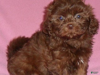Shihpoo dogs Muffin - Ad 16