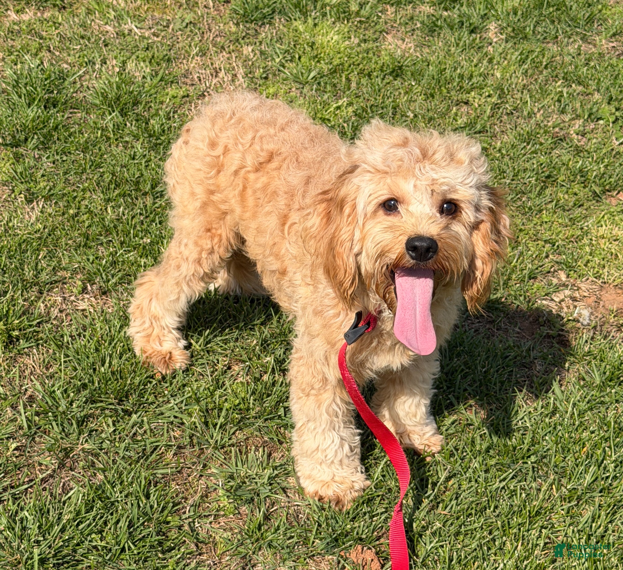 Cavapoo dogs Oliver - Ad 36
