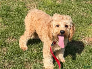 Cavapoo dogs Oliver - Ad 29