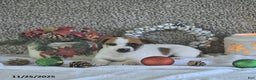Jack Russell Terrier dogs for sale: Rocky - Ad 4