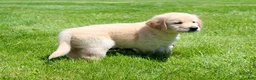 Golden Retriever dogs for sale: Fred - Ad 3