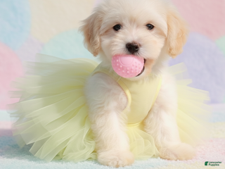 Maltipoo dogs for sale: BABY - Ad 2