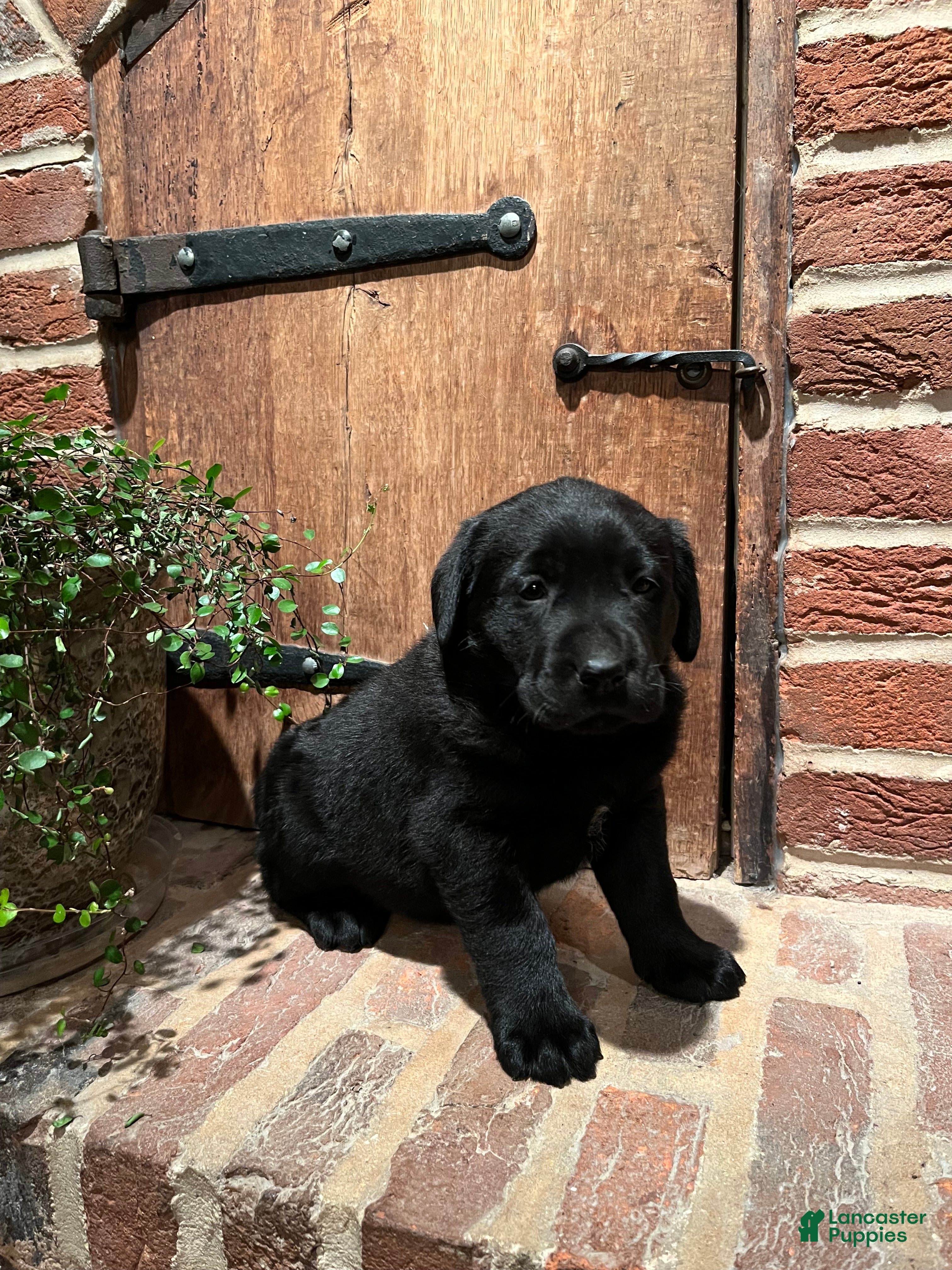 Labrador Retriever dogs Duke - Ad 2