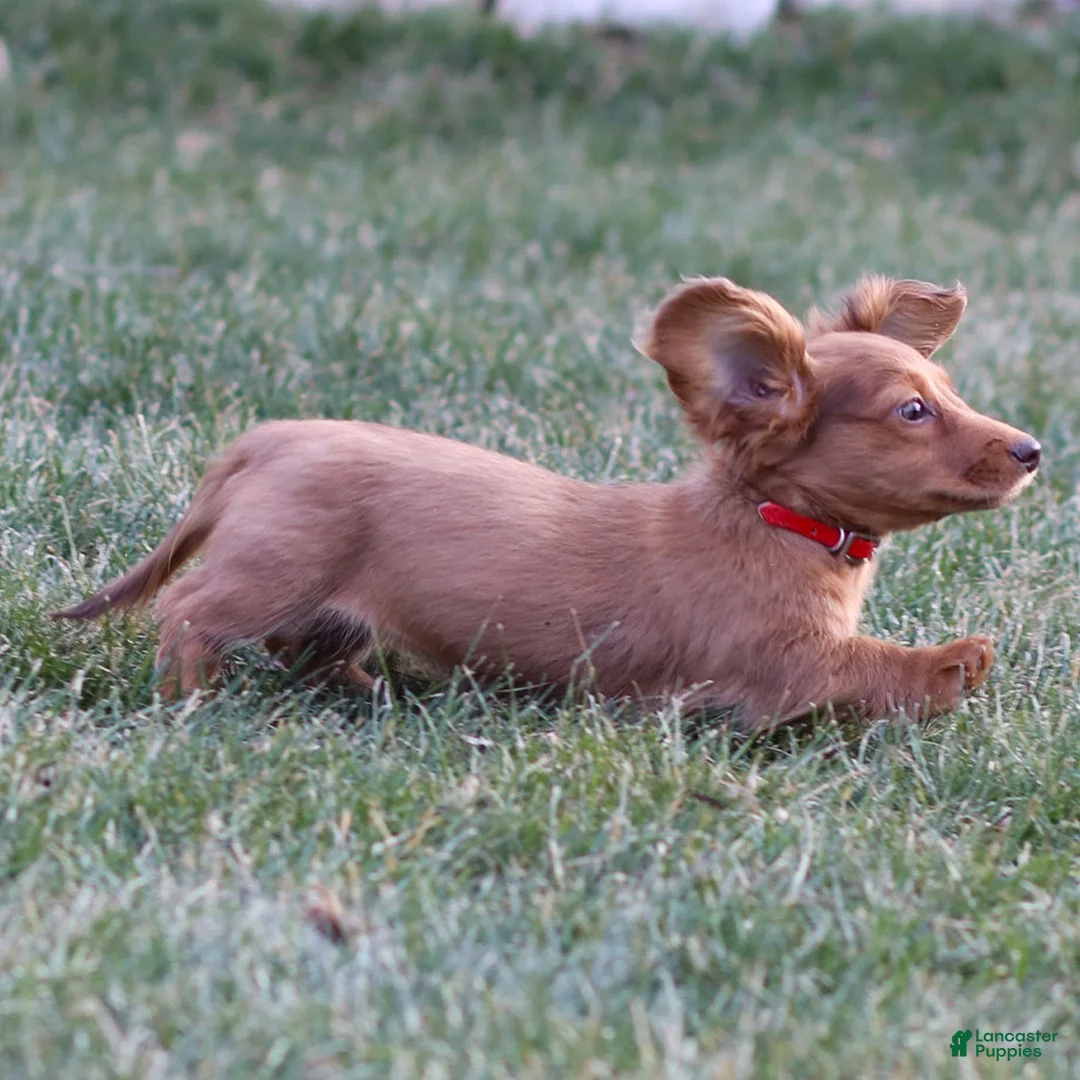 Dachshund dogs for sale: Hannah - Ad 4