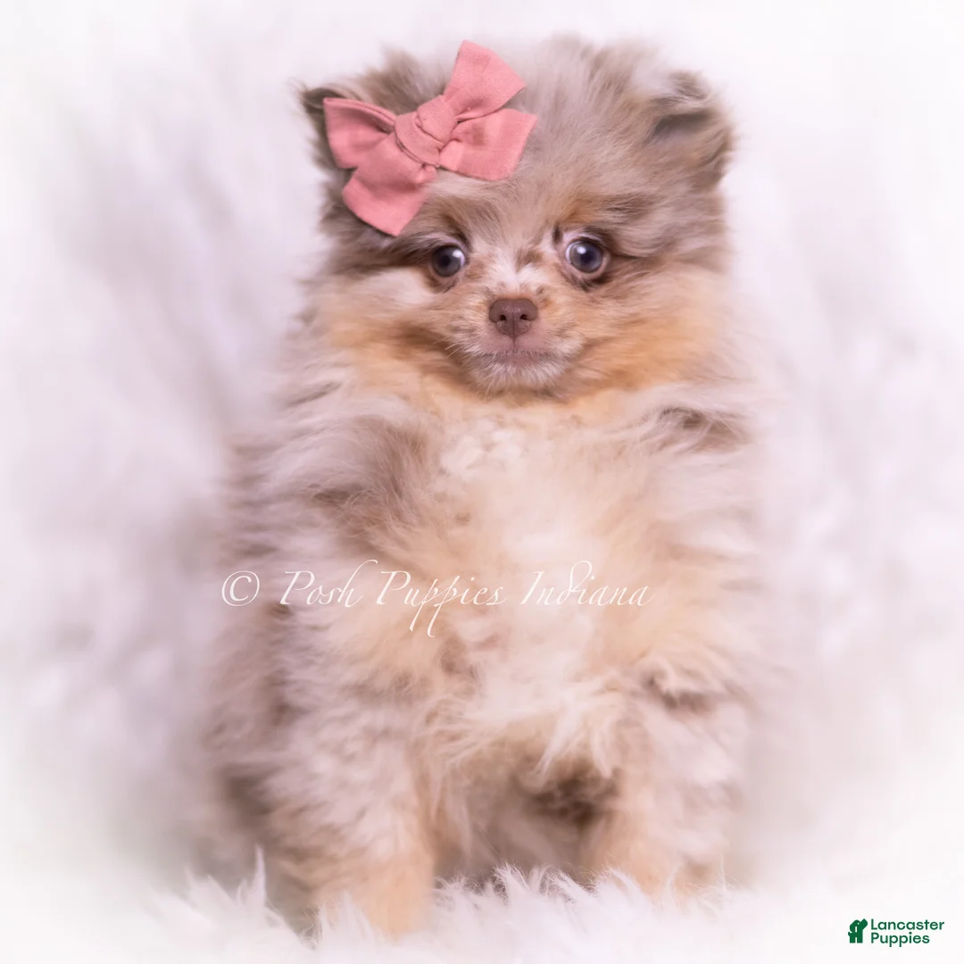 Pomeranian dogs for sale: Violet - Ad 2
