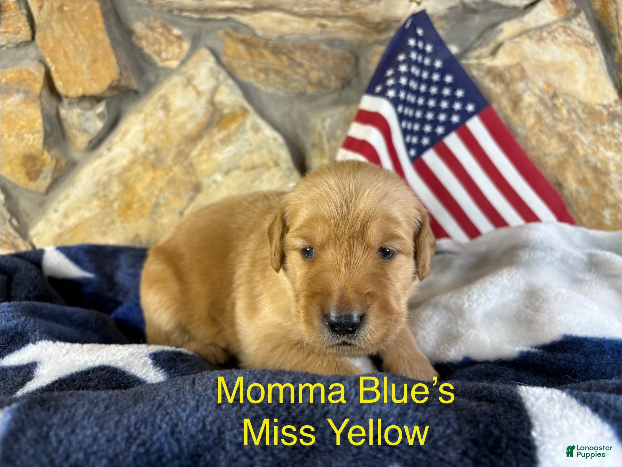 Golden Retriever dogs Miss Yellow - Ad 33