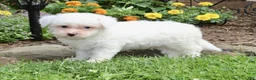 Bichpoo dogs for sale: Logan - Ad 7