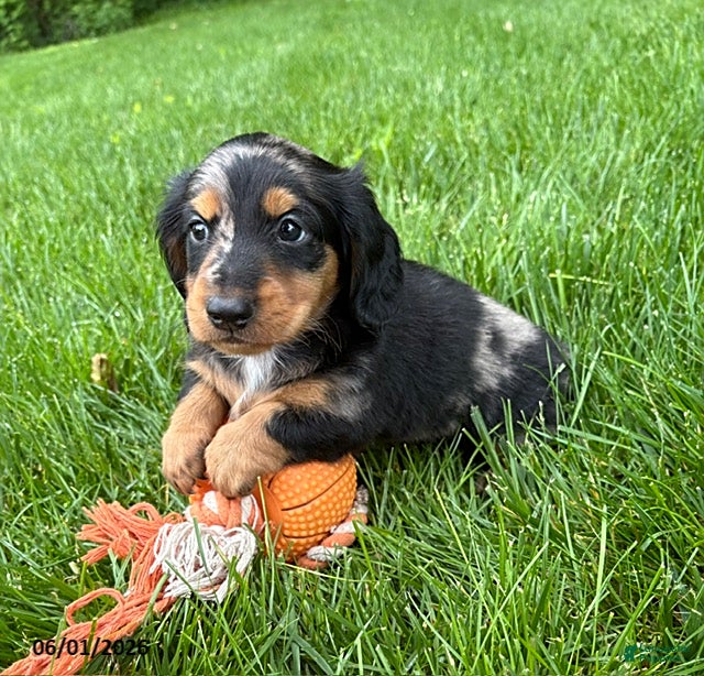 Dachshund dogs Remington - Ad 2