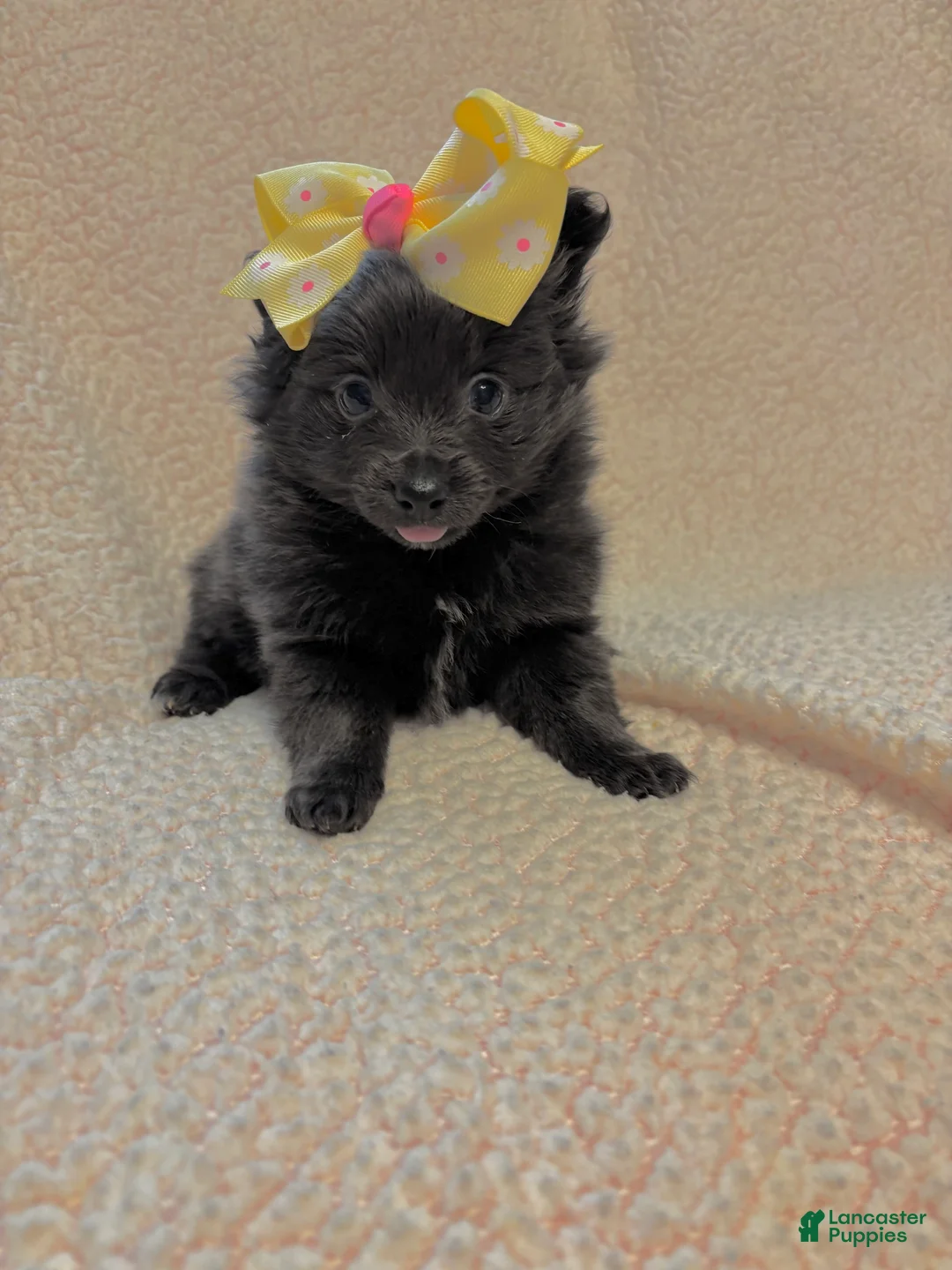 Pomeranian dogs for sale: Pomeranian Puppy 3 - Ad 2