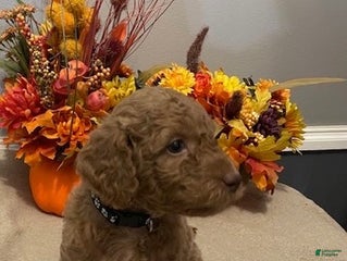 Miniature Labradoodle dogs - Ad 11