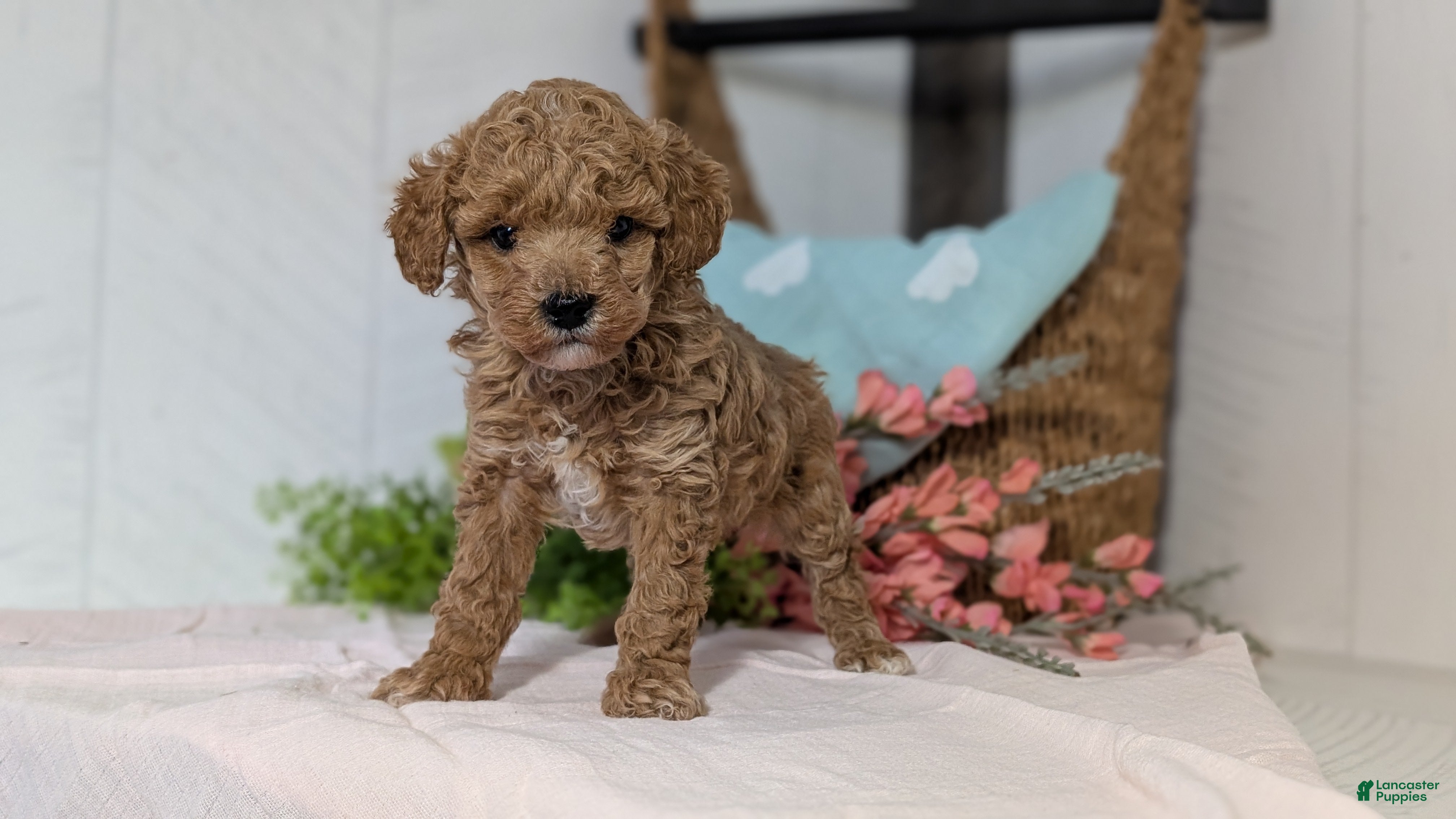 Miniature Poodle dogs Zion - Ad 4