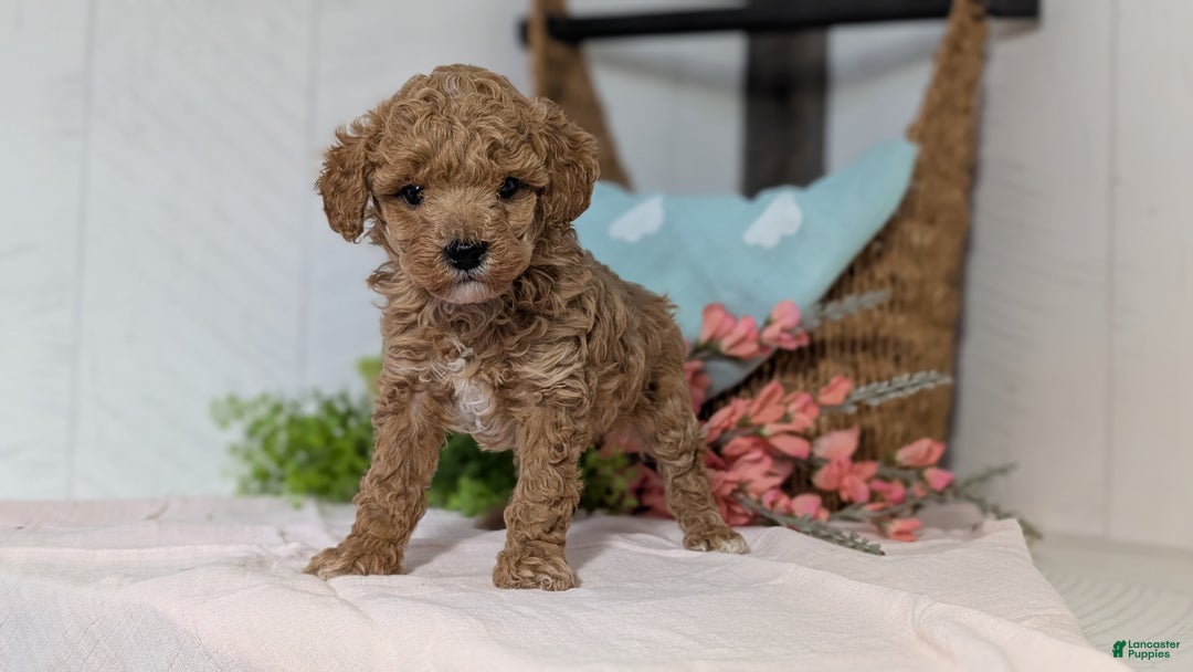 Miniature Poodle dogs for sale: Zion - Ad 4