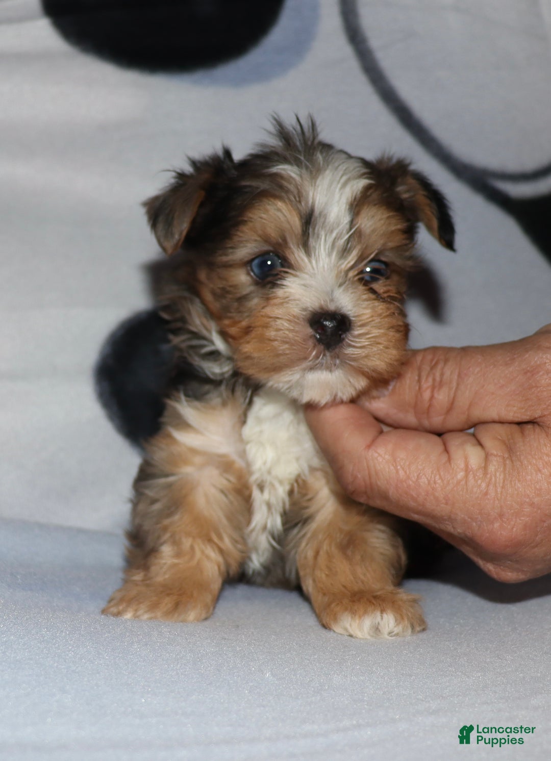 Yorkshire Terrier dogs for sale: Eli - blue merle parti - Ad 1