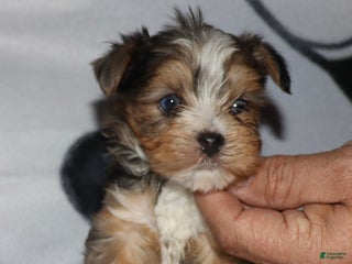 Yorkshire Terrier dogs Eli - blue merle parti - Ad 2