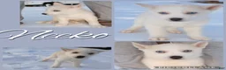 Siberian Husky dogs for sale: Neeko  - Ad 1