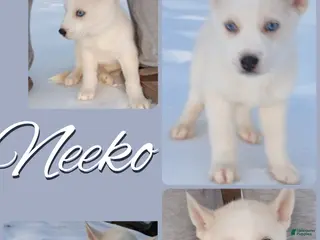 Siberian Husky dogs Neeko - Ad 17