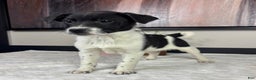 Mixed Breed dogs for sale: King - Ad 4