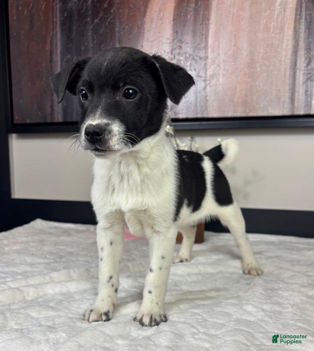 Mixed Breed dogs for sale: King - Ad 4