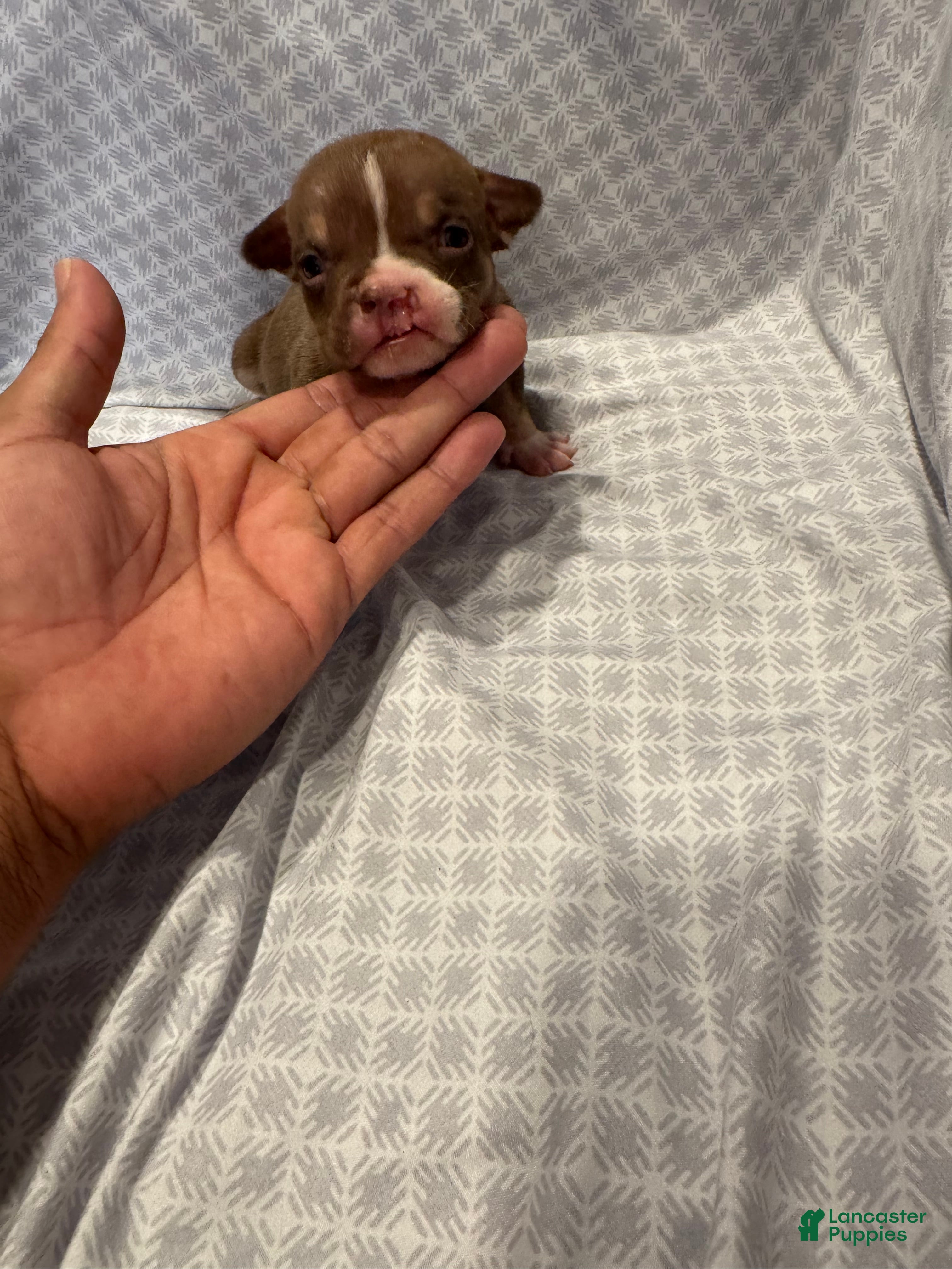 American Bully dogs American Bully Puppy 8 - Ad 1