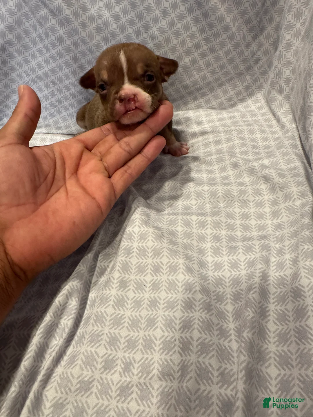 American Bully dogs for sale: American Bully Puppy 8 - Ad 1