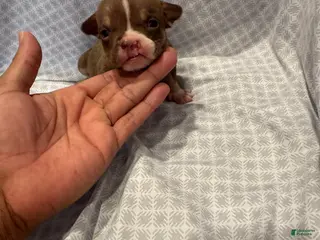 American Bully dogs for sale: American Bully Puppy 8 - Ad 1