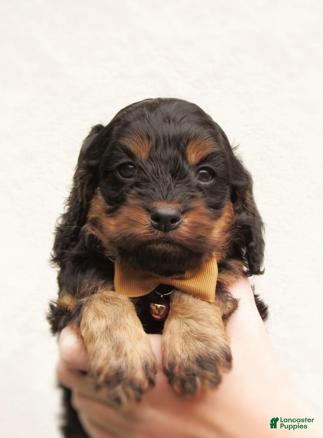 Cockapoo dogs for sale: Storm-Male - Ad 3