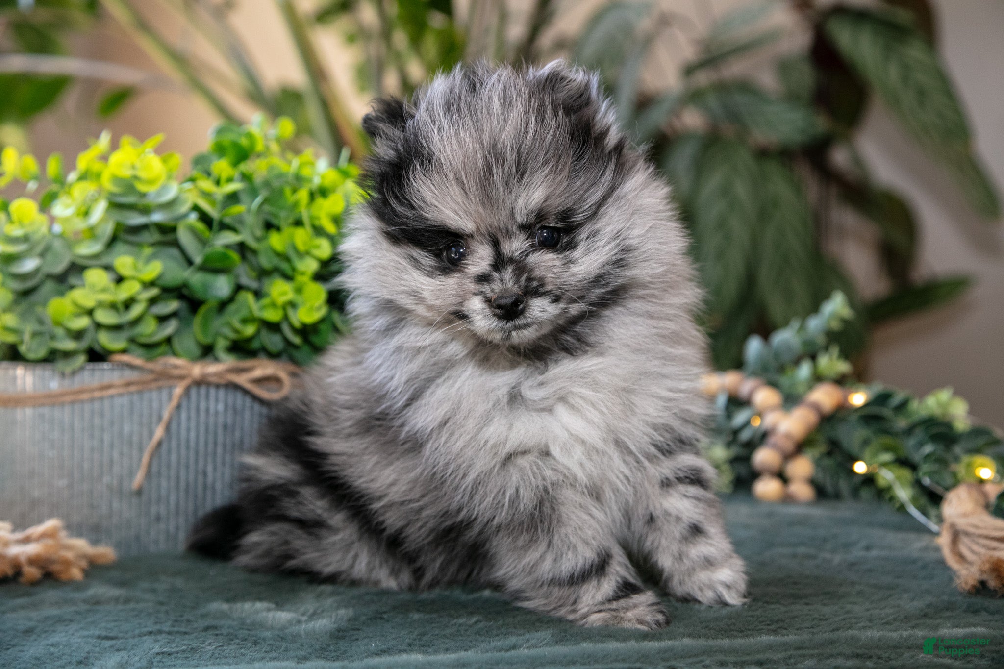 Pomeranian dogs Sasha - Ad 2