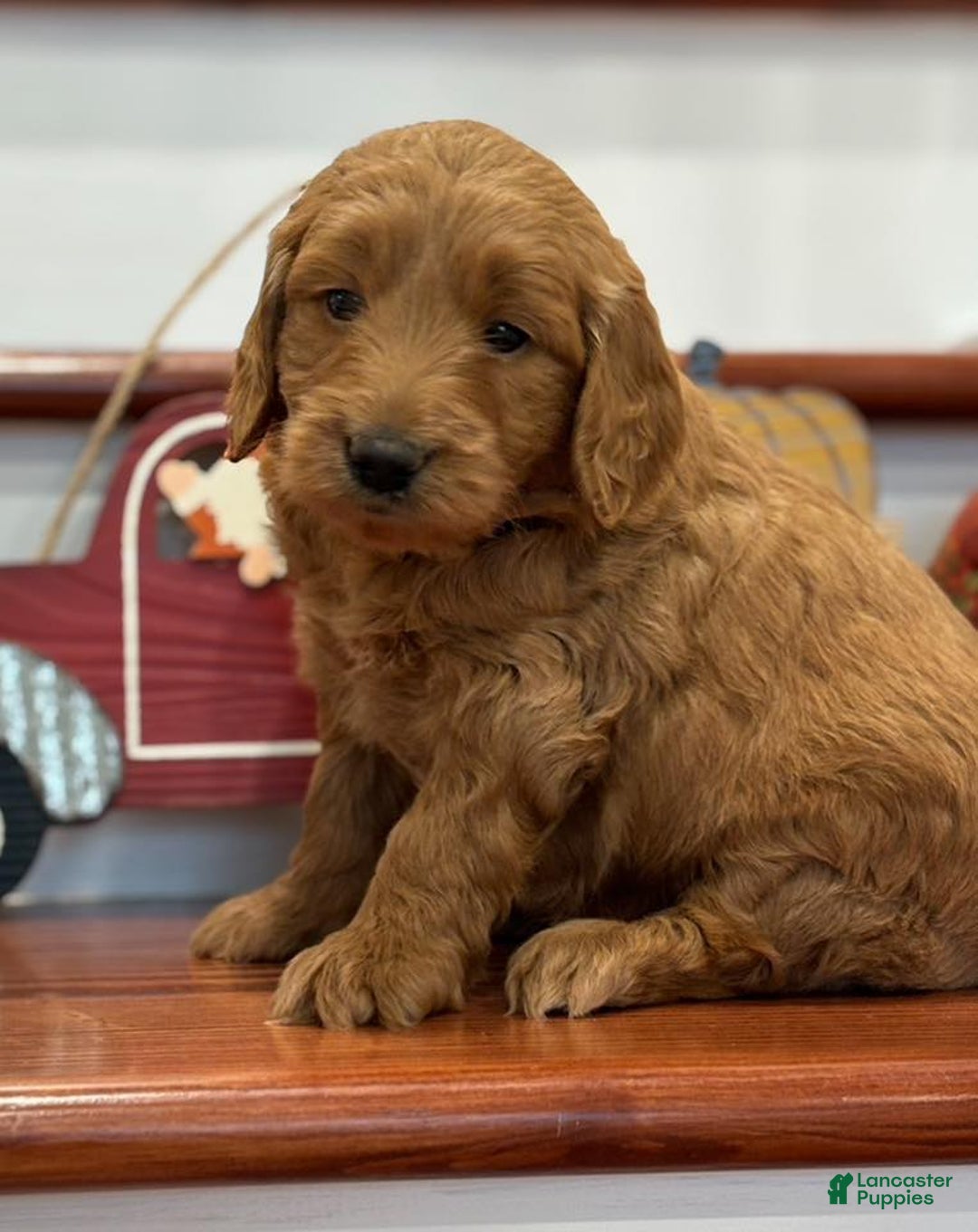 Mini Goldendoodle dogs for sale: Penny - Ad 2