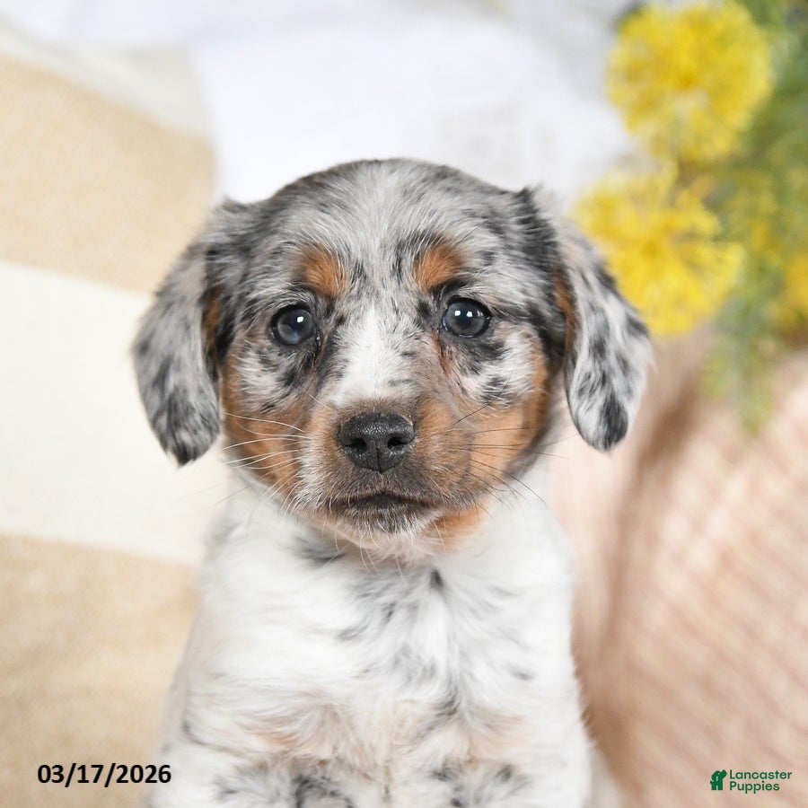 Mixed Breed dogs Champ  - Ad 2