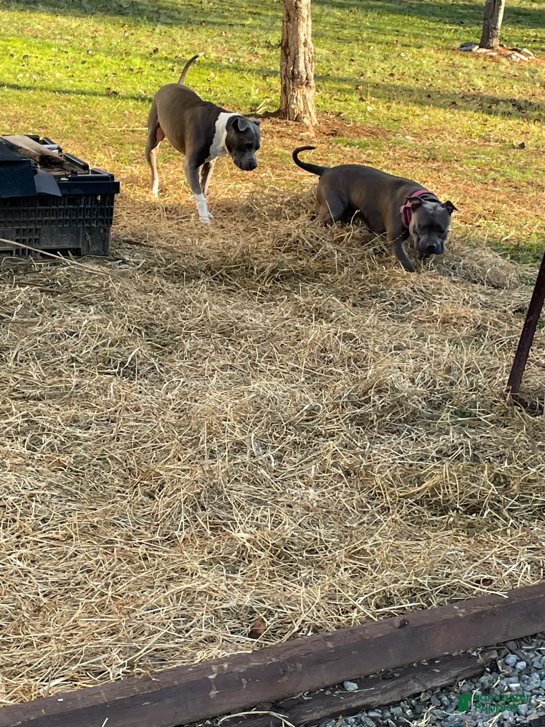 American Bully dogs for sale: American Bully Puppy 3 - Ad 3