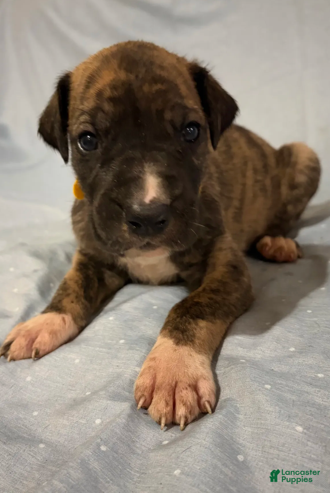 Great Dane dogs Hercules - Ad 2