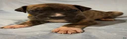 Great Dane dogs for sale: Hercules - Ad 2
