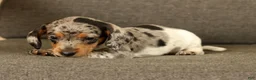 Miniature Dachshund dogs for sale: Baxter - Ad 6