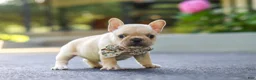 French Bulldog dogs for sale: Kyra - Ad 4