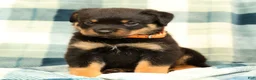 Rottweiler dogs for sale: Titan - Ad 5