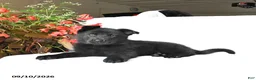 German Shepherd dogs for sale: Mabel - Ad 1
