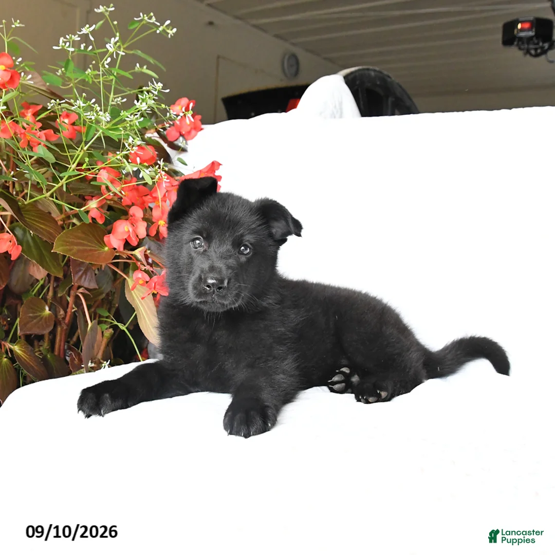 German Shepherd dogs for sale: Mabel - Ad 1