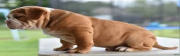 Mixed Breed dogs for sale: Hercules Bulldog hybrid  - Ad 5