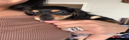 Miniature Dachshund dogs for sale: Oliver Aka Oli  - Ad 6