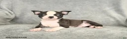 Boston Terrier dogs for sale: Drake - Ad 4