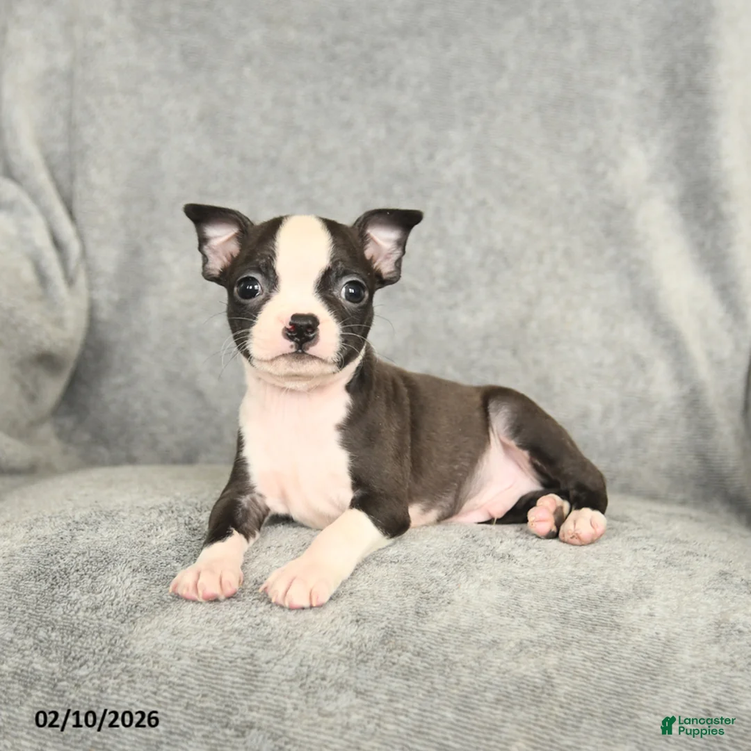 Boston Terrier dogs for sale: Drake - Ad 4