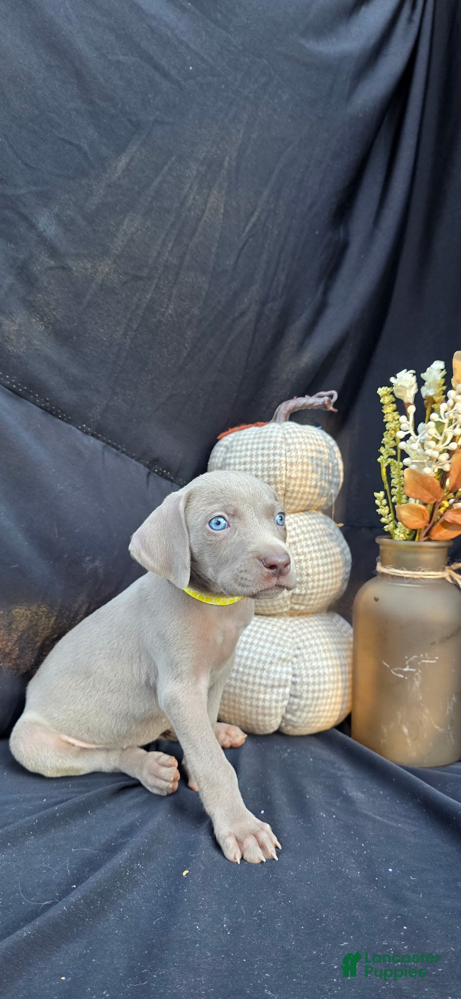 Weimaraner dogs Cassie - Ad 2